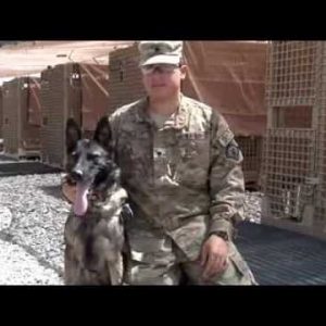 military working dogs in afghanistan