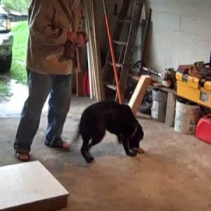 dog training, training a dog to retrieve odd objects