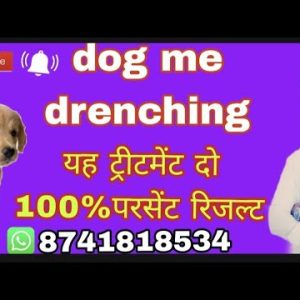 dog me drenching #trending #dogs 🥰 main youtube per hu ❤️🥰 मैं यूट्यूब पर हूं, 👉dr m k animals*