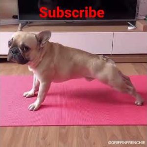 body builder dog,see it.