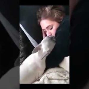 dog kid kiss #animals #dog