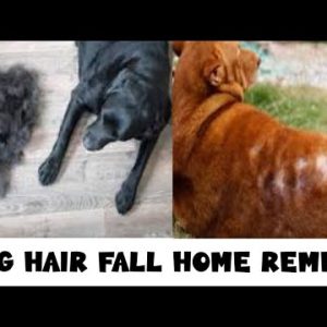 dog hair fall home remedy | 100% proven remedies