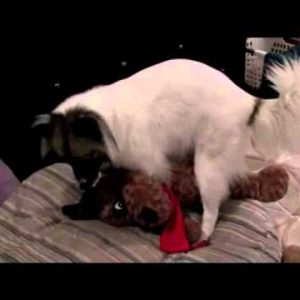 rabbit's (the dog) sex tape with his new toy