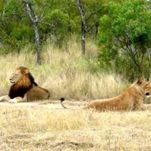 hilarious! lioness attempting to lure an uninterested male lion to mate!