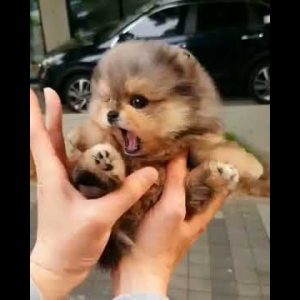 cute puppy's #shorts #dog #love #ytshorts #youtubeshorts #viral