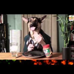 funny videos dogs funny 2015 these fun dog food