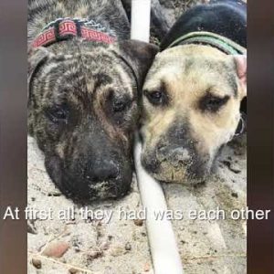 adopt jack and/or frankie!