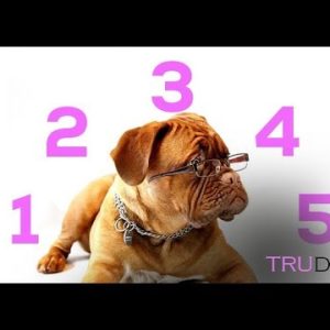 5 signs your dog is aging