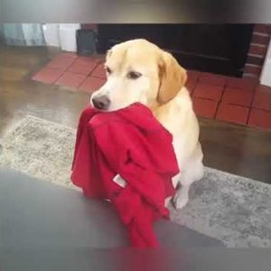 how dogs react when they are guilty