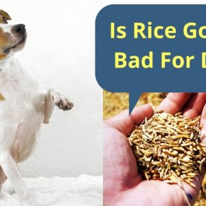 is rice good or bad for dogs?