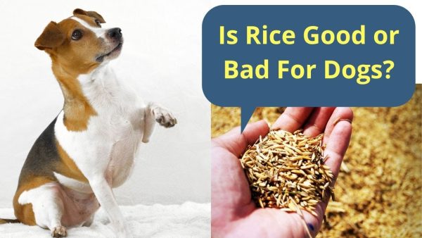 is rice good or bad for dogs?