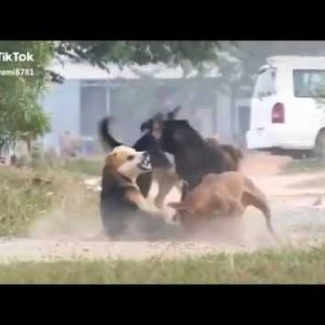 unstoppable dog fights in streets one vs all