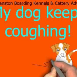 dog keeps coughing manston boarding kennels thanet kent 01843 823568