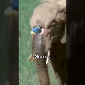 there is a big hole in the elephant's nose. #wildlife #animals #elephant #shortvideo #shots