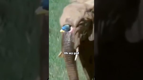 there is a big hole in the elephant's nose. #wildlife #animals #elephant #shortvideo #shots