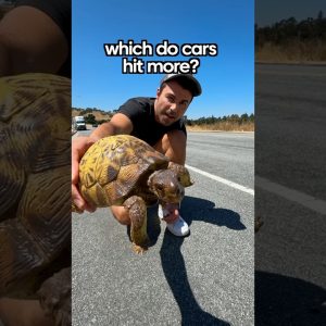 turtles or snakes which do cars swerve to hit more?