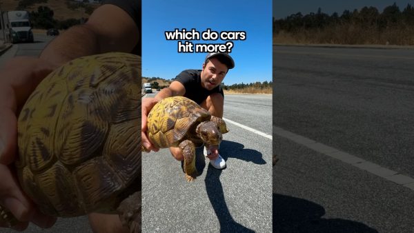 turtles or snakes which do cars swerve to hit more?