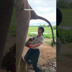 why is she collecting elephant poop? 😨