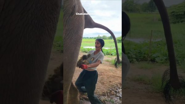 why is she collecting elephant poop? 😨