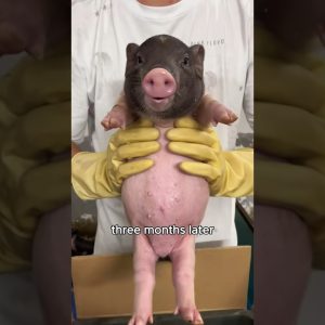 the little pig who didn’t want to be apart #animals #love #shorts