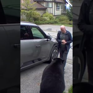 b.c. man has very close encounter with black bear