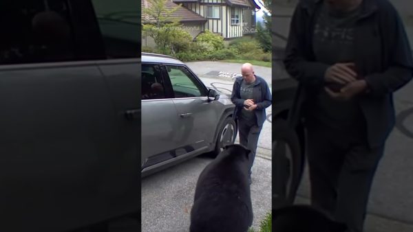 b.c. man has very close encounter with black bear