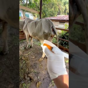 penyuntikan obat vitamin pada sapi terkurus dikandang #lembu #shorts #cow