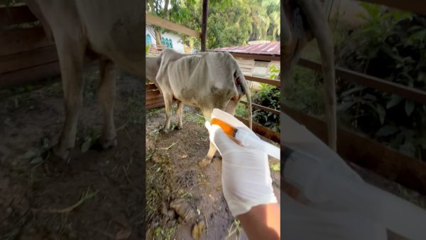 penyuntikan obat vitamin pada sapi terkurus dikandang #lembu #shorts #cow