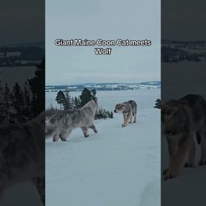 giant maine coon meets wolf in the wild 🐺🐾 #urbanexploring #wildlife #catlovers #urbanwildlife