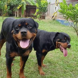 cặp phối giống bruno & laika| phối giống rottweiler gervi hà nội 098 111 5000