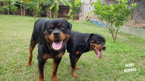 cặp phối giống bruno & laika| phối giống rottweiler gervi hà nội 098 111 5000