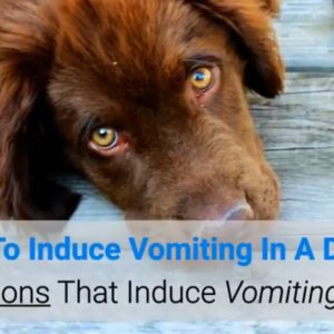 how to induce vomiting in a dog? 3 medications that induce vomiting in dogs