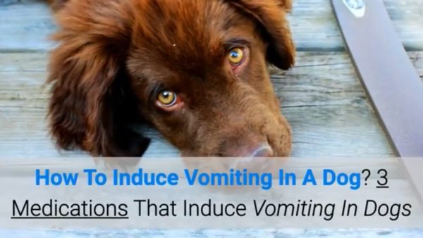 how to induce vomiting in a dog? 3 medications that induce vomiting in dogs