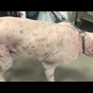 a 12 year old golden retriever has skin disease again. pt 2/2