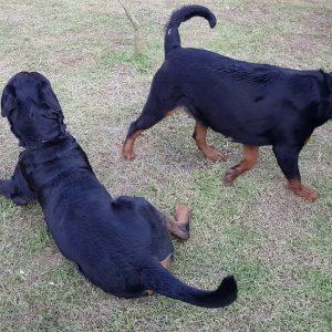 phối giống bruno & satina gervi| phối giống rottweiler gervi hà nội 098 111 5000