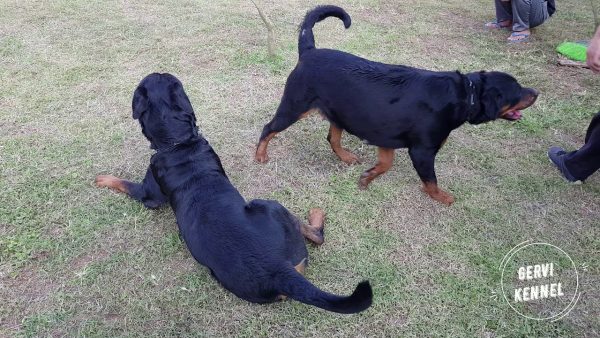 phối giống bruno & satina gervi| phối giống rottweiler gervi hà nội 098 111 5000