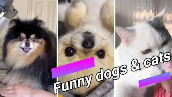 #shorts 😍 funny dogs and cats compilation 9 😍