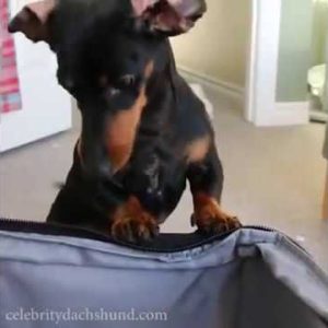 crusoe the dachshund packing his suitcase with toys