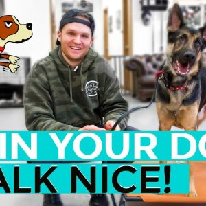 how to leash train your dog not to pull + dog training loose lead walking