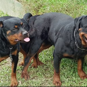 cặp phối giống marvin &sakuza| phối giống rottweiler gervi hà nội 098 111 5000