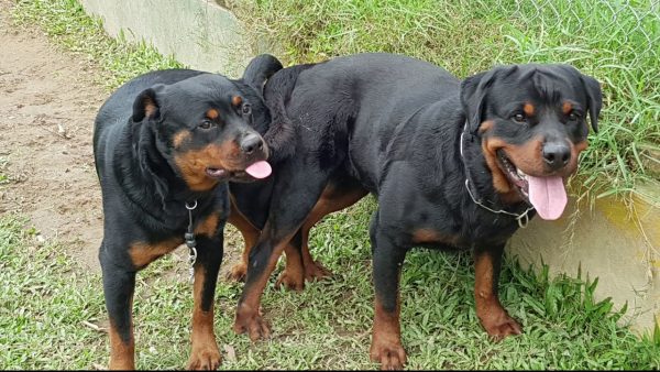 cặp phối giống marvin &sakuza| phối giống rottweiler gervi hà nội 098 111 5000