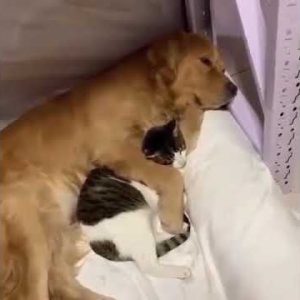 you don't worry i will take care of you !!!❤️❤️ cute cat video #shorts