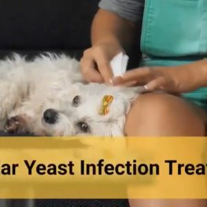 dog ear yeast infection treatment 🐶