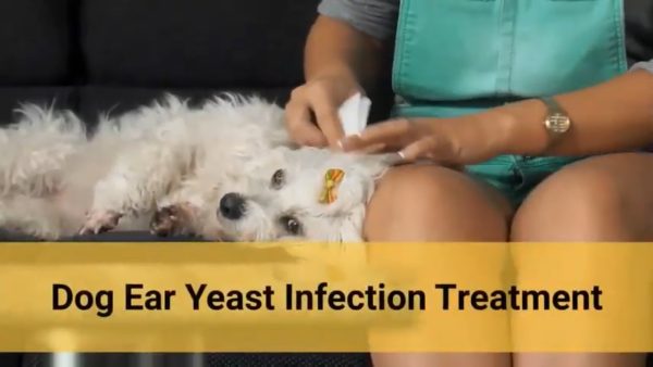 dog ear yeast infection treatment 🐶