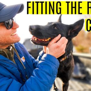 how to fit remote collar for dogs + how to fit the e collar for dogs