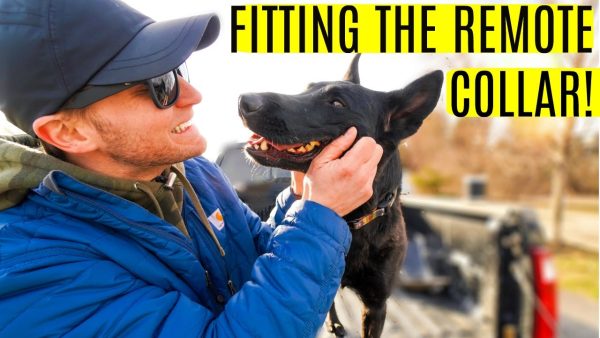 how to fit remote collar for dogs + how to fit the e collar for dogs