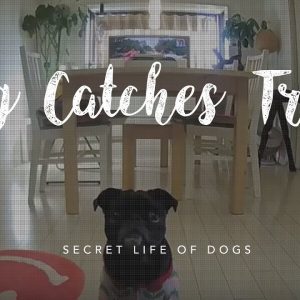 pug dog catching treats video: furbo dog camera