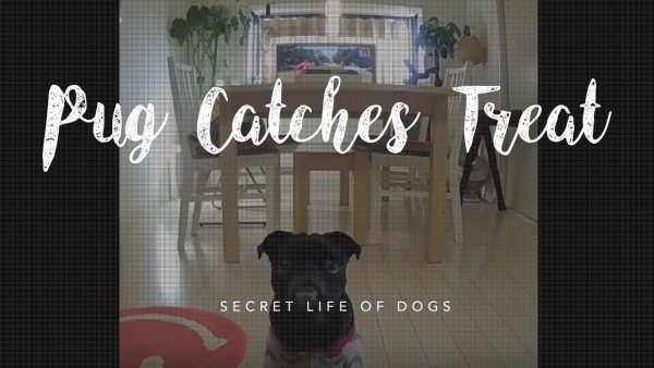 pug dog catching treats video: furbo dog camera