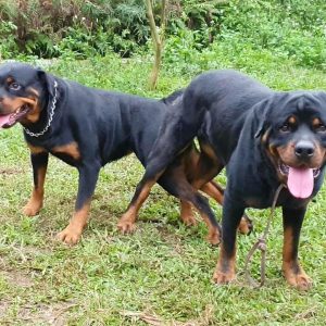 t12 rottweiler breeding| phối giống loki gervi hà nội