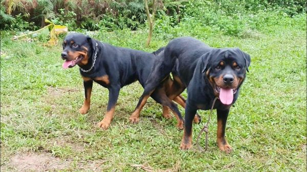 t12 rottweiler breeding| phối giống loki gervi hà nội